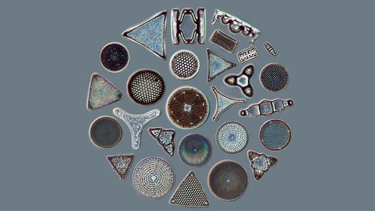 Diatoms arranged in a work of art