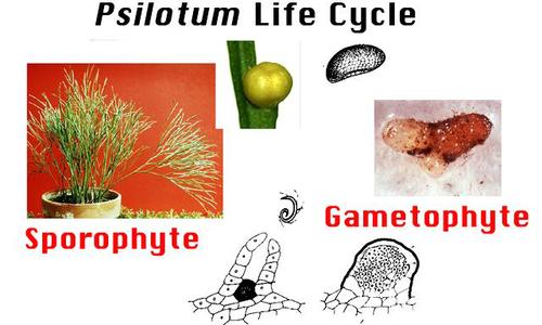 Psilotum nudum life cycle