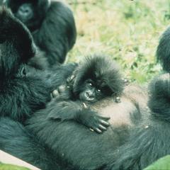 Gorilla gorilla beringei