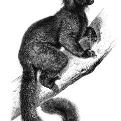 Black Lemur Print