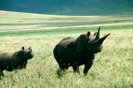 Adult Black Rhinoceros with Young