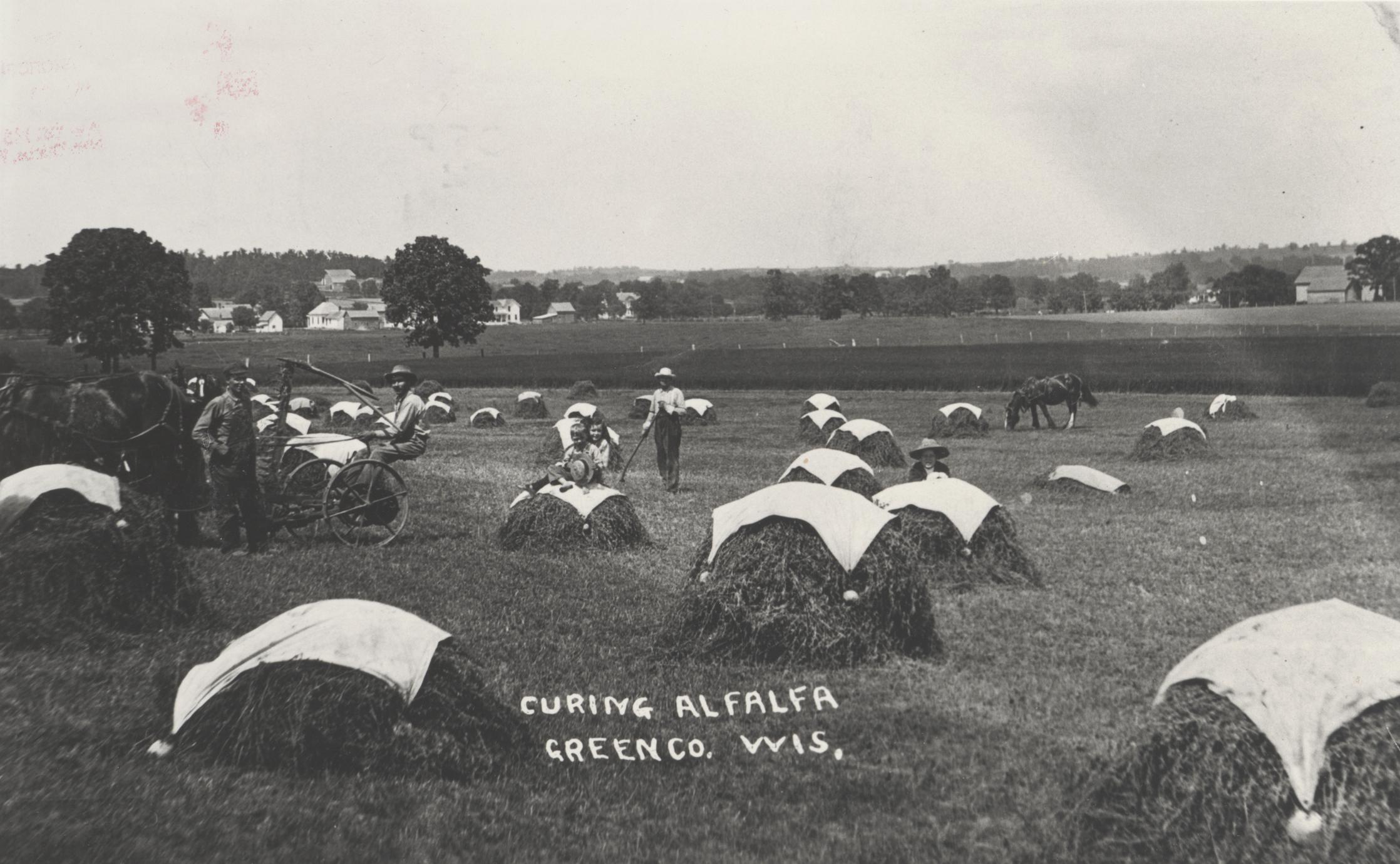 Curing alfalfa hay