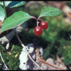 Wintergreen with fruit, north of Ashland