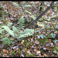 Wood fern in a northern forest