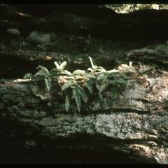 Polypody fern; Hemlock Draw, Wisconsin Chapter of the Nature Conservancy