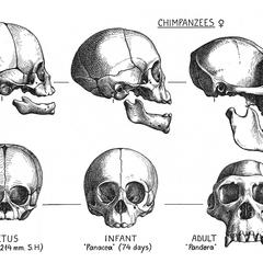 Chimpanzee Skulls Print