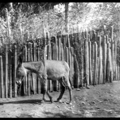 Cacti fence & donkey