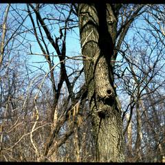 Tree with squirrel hole in Gallistel Woods, University of Wisconsin Arboretum
