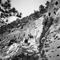 Man hiking with horses in Frijoles Canyon