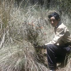 Festuca tussock grass and Castilleja, Cerro Gordo