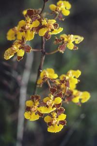 Oncidium orchid, east of Teloloapan