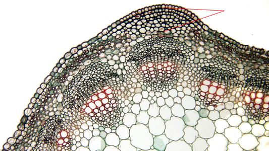 Cross section of an alfalfa stem, collenchyma of the cortex