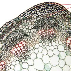Cross section of an alfalfa stem, collenchyma of the cortex