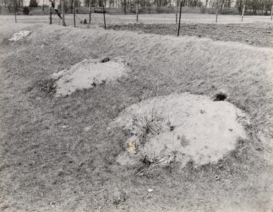 Woodchuck burrows