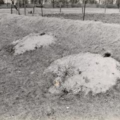 Woodchuck burrows