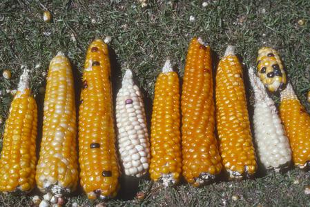 Color and size variation in ears of corn from village east of Canton Chazuimil