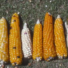 Color and size variation in ears of corn from village east of Canton Chazuimil