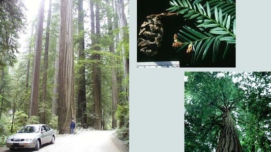Composite : Tree in Muir Woods, California, Coastal redwoods in Jebediah Smith Park - Bonnie standing by a large tree along the road and branch with male cones with an ovulate cone