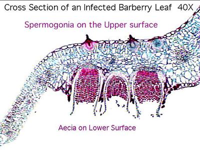 Berberis vulgaris - Aecia and spermogonia in cross section of an infected leaf