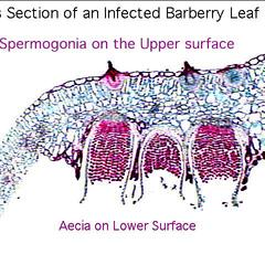 Berberis vulgaris - Aecia and spermogonia in cross section of an infected leaf