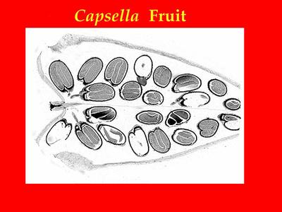 Section through fruit of Capsella