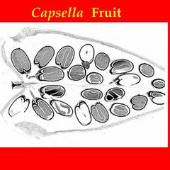 Section through fruit of Capsella