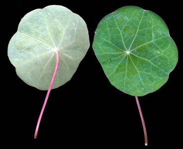 Two views of the same leaf of Tropaeolum majus