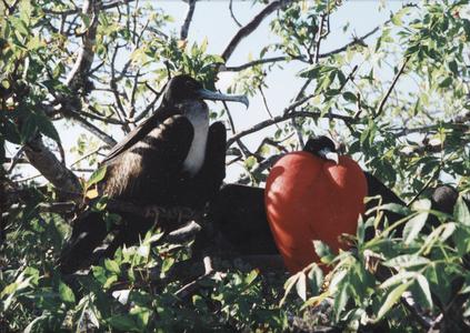Great Frigatebirds (Fregata minor)