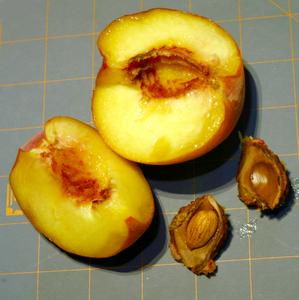 Prunus persica - dissected peach