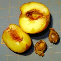 Prunus persica - dissected peach