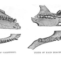 Teeth of Callithrix and Teeth of Bald Brachyure