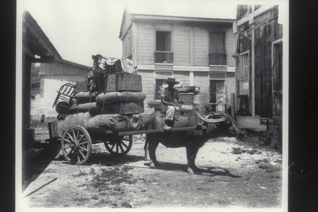 Transportation of Army supplies by carabao, Manila, early 1900s