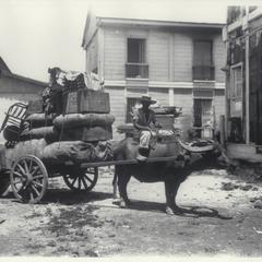Transportation of Army supplies by carabao, Manila, early 1900s