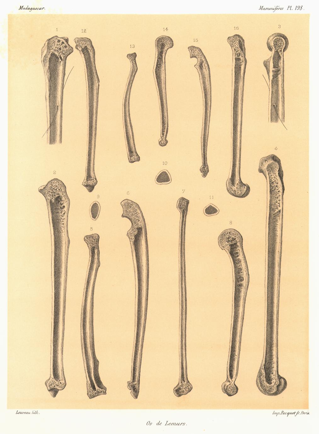 ‎Os de Lemurs (Lemur bones) - UWDC - UW-Madison Libraries