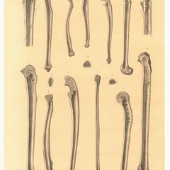 Os de Lemurs (Lemur bones)