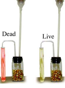 Results of lab activity of evolution of carbon dioxide by living and dead corn grains
