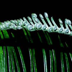 Tip of developing leaf of Cycas revoluta