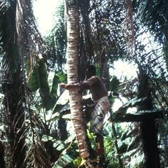 Climbing Tree to Harvest Coconuts