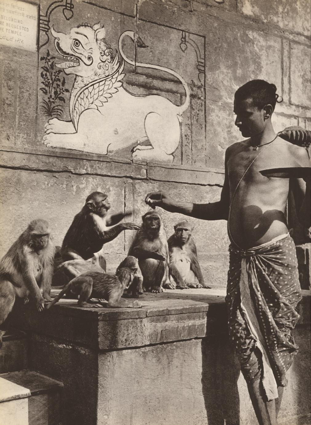 Indian Rhesus Macaque Photograph