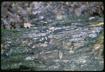 Log with grouse droppings, Madison School Forest