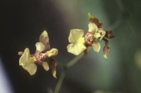 Oncidium orchid on road to El Chante