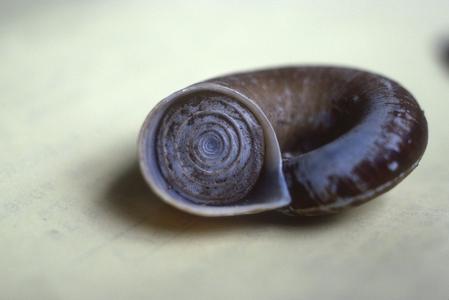 Land snail, Río Palenque Biological Station