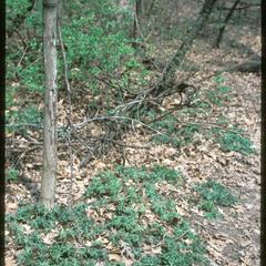 Wild geranium along path in Noe Woods, University of Wisconsin–Madison Arboretum