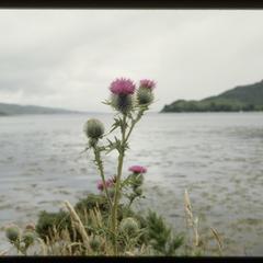 Isle of Skye, thistle in bloom
