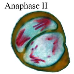 Anaphase II - Lilium microsporogenesis