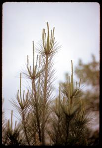 White pine, new growth