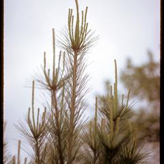 White pine, new growth