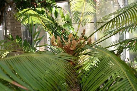 Cycas - female plant with megasporophylls