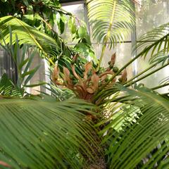 Cycas - female plant with megasporophylls