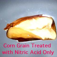 Corn grain treated with concentrated nitric acid